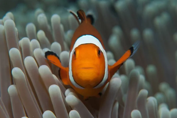 Närbild Anemonefish Simmar Havet Nära Korallrev — Stockfoto