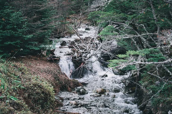 Uma Pequena Corrente Água Branca Que Flui Através Uma Floresta — Fotografia de Stock