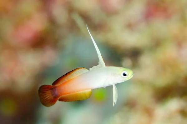 Úžasný Makro Snímek Blenny Fish Abstraktním Rozmazaném Pozadí — Stock fotografie