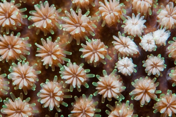 Close Coral Amarelo Laranja Macio Mar Perfeito Para Papel Parede — Fotografia de Stock