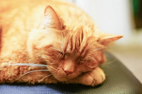 Lindo Gato Acostado Durmiendo Con Los Ojos Cerrados —  Fotos de Stock