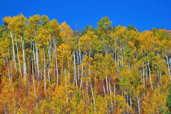 Eine Malerische Aufnahme Eines Bunten Waldes Aus Aspenbäumen Herbst Unter — Stockfoto