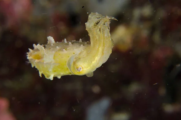 Makroaufnahme Eines Juvenilen Tintenfisches Unter Wasser — Stockfoto