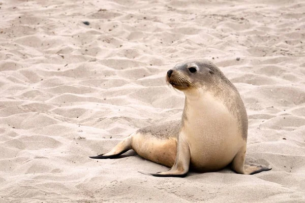 Een Close Shot Van Zeeleeuw Het Zand — Stockfoto