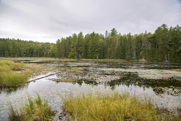 Una Bella Foto Fiume Circondato Una Prateria Una Foresta Canada — Foto Stock