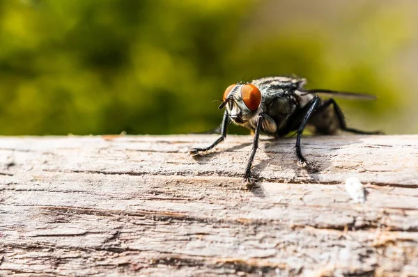 Primo Piano Una Mosca Con Gli Occhi Arancioni Gambe Sfocate — Foto Stock