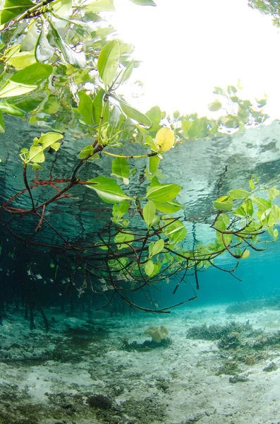 Immagine Verticale Rami Albero Sull Acqua — Foto Stock