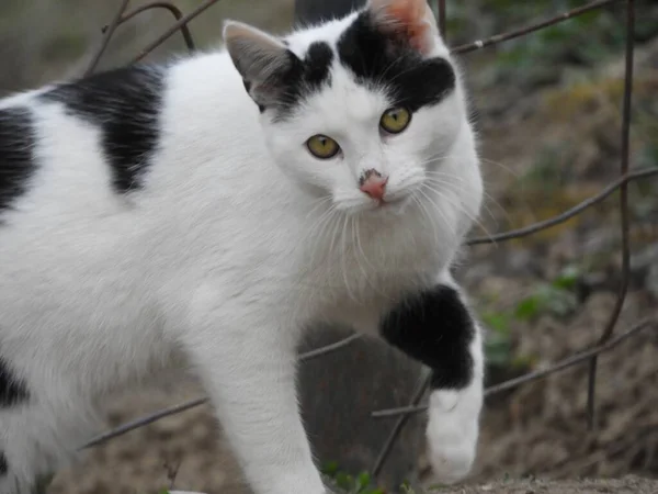 Närbild Skott Svart Och Vit Katt Med Gröna Ögon — Stockfoto