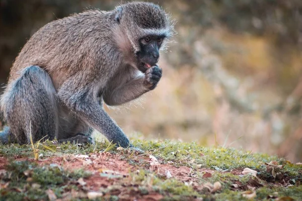 Uma Foto Perto Macaco Vervet África Sul — Fotografia de Stock