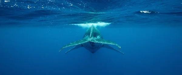 Uma Vista Subaquática Para Trás Uma Baleia Jubarte Nadando Perto — Fotografia de Stock