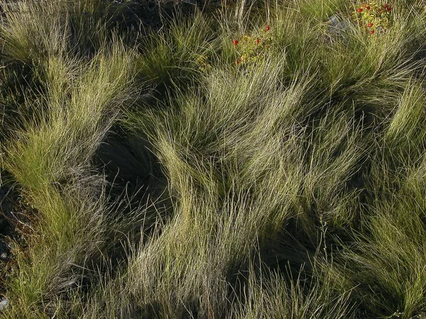 Closeup Shot Wild Grasses Forest — Stock Photo, Image