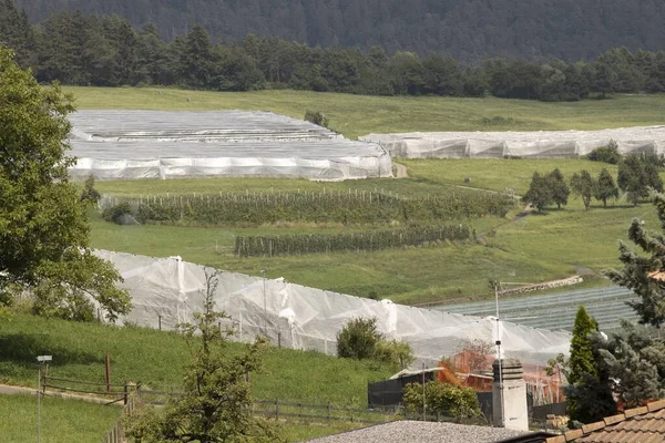 Tiro Aéreo Val Non Trentino Itália Plantas Maçã Campo Cobertas — Fotografia de Stock