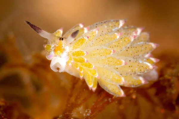 Niesamowity Makro Obraz Nudibranch Mięczak — Zdjęcie stockowe