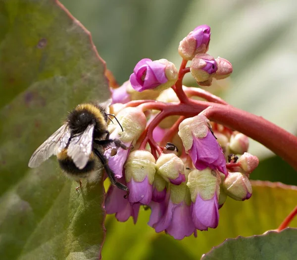 Μια Επιλεκτική Φωτογραφία Μιας Μέλισσας Ένα Ροζ Άνθος — Φωτογραφία Αρχείου