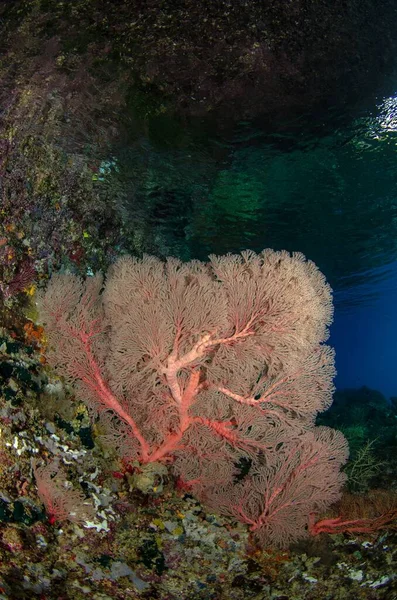 Uma Bela Imagem Vertical Coral Vermelho Sob Água — Fotografia de Stock