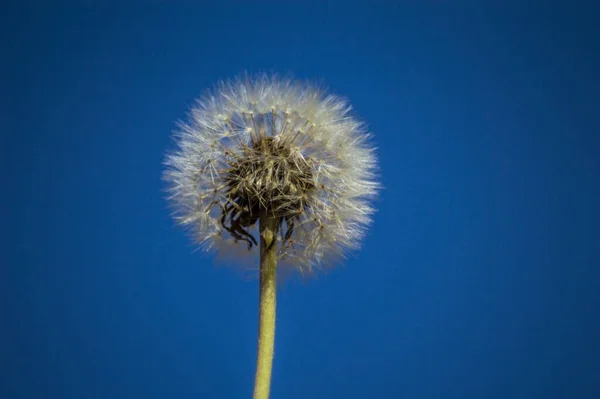 Gros Plan Pissenlit Avec Fond Bleu — Photo