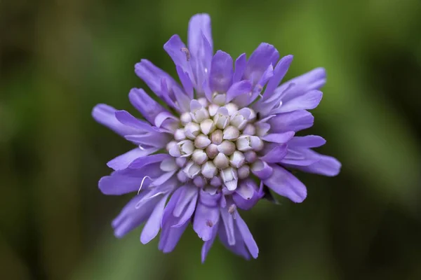 Eine Selektive Fokusaufnahme Einer Blühenden Lila Blume Perfekt Für Den — Stockfoto