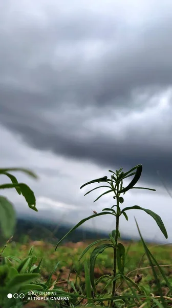 Eine Flache Aufnahme Einer Lebendigen Pflanze Die Auf Einem Feld — Stockfoto