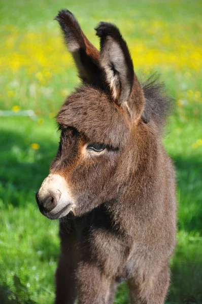 Une Prise Vue Sélective Bébé Âne Mignon Dans Fond Vert — Photo