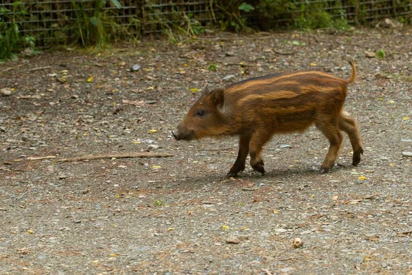 Sanglier Brun Poilu Avec Des Rayures Marchant Sur Sol — Photo