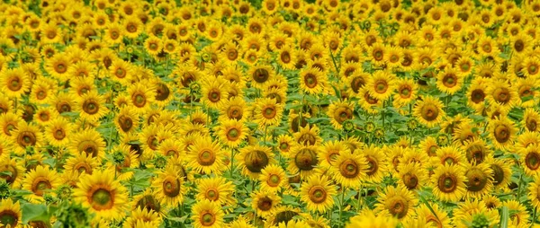 Uma Paisagem Panorâmica Com Girassóis Campo — Fotografia de Stock