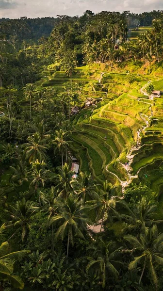 Parlak Yeşil Renkli Tropikal Ormanların Nefes Kesici Hava Manzarası — Stok fotoğraf