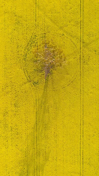 Una Toma Aérea Vertical Una Granja Cultivos Canola Color Amarillo —  Fotos de Stock