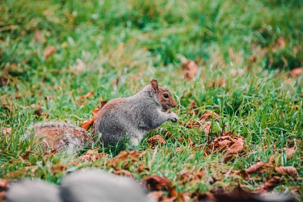 Enfoque Selectivo Una Ardilla Adorable Bosque —  Fotos de Stock