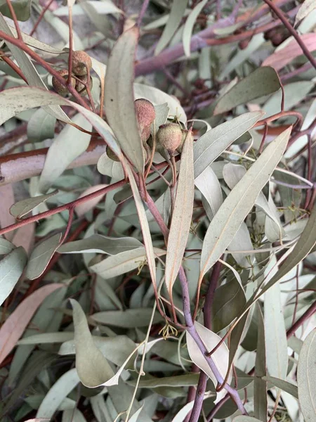Знімок Гілок Eucalyptus Cosmophylla — стокове фото