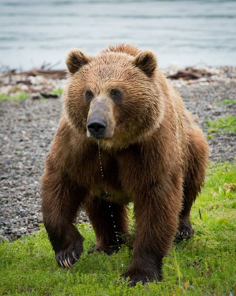 Μια Όμορφη Κάθετη Εικόνα Της Καφέ Αρκούδας — Φωτογραφία Αρχείου