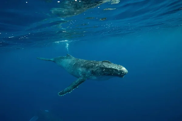 Beautiful Underwater Shot Humpback Whale Swimming Surface — Stock Photo, Image