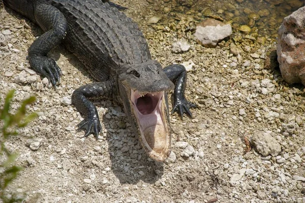 Tiro Perto Crocodilo Escuro Chão — Fotografia de Stock