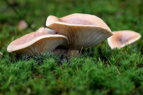 Lactarius Deliciosus Allmänt Känd Som Saffran Mjölk Mössa Och Röd — Stockfoto