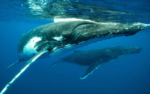 태평양에서 헤엄치고 혹등고래의 — 스톡 사진
