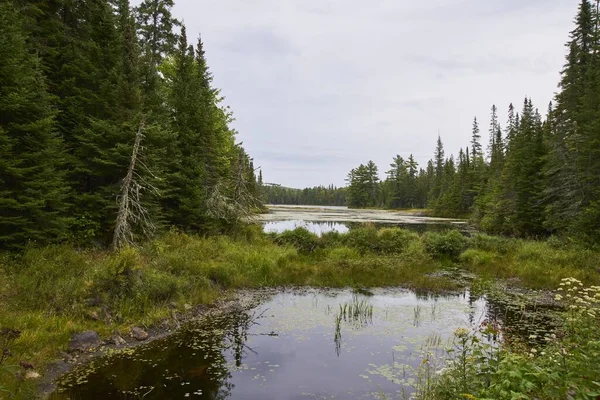 Une Belle Vue Lac Entouré Arbres Verts Canada — Photo