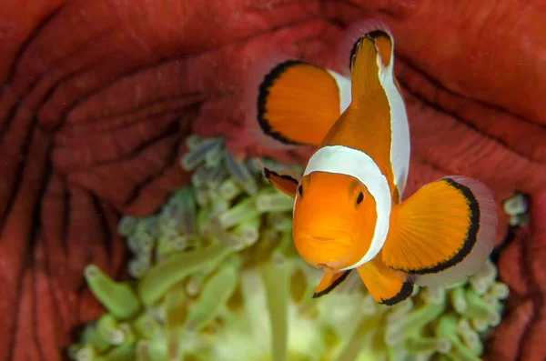 一只被红珊瑚和绿色海葵环绕的小丑鱼的美丽照片 — 图库照片