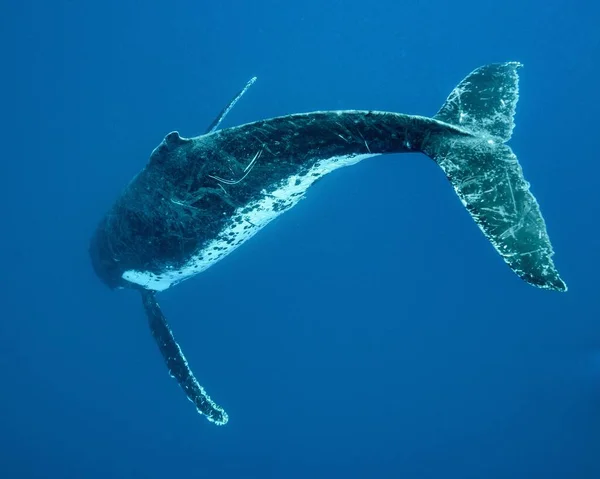 Een Close Opname Van Een Bultrug Walvis Zwemmen Stille Oceaan — Stockfoto