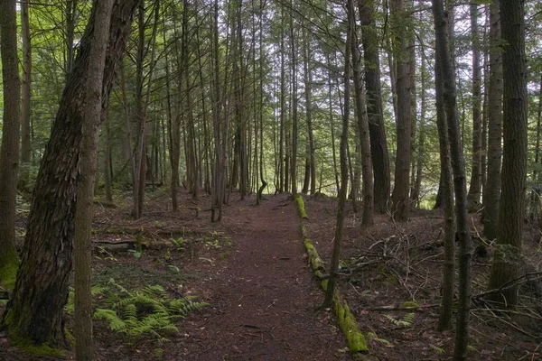 Een Close Van Bomen Het Bos Canada — Stockfoto