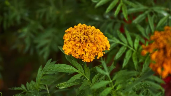 Beautiful Shot Yellow Marigold Flower Blurred Background — Stock Photo, Image