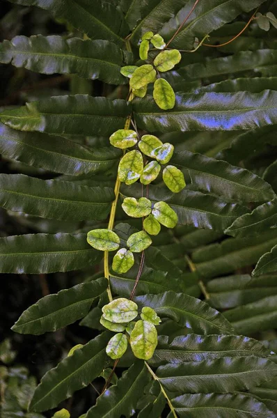 고사리 덩굴식물의 — 스톡 사진