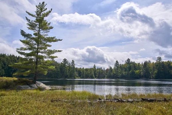 Lac Canada Entouré Par Les Arbres Forêt — Photo