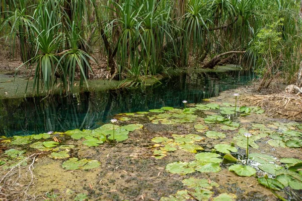 一个美丽的照片沼泽与海藻和树木 — 图库照片