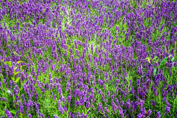 Высокий Угол Снимка Кустарникового Поля Красивых Зеленых Растений Фиолетовыми Цветами — стоковое фото