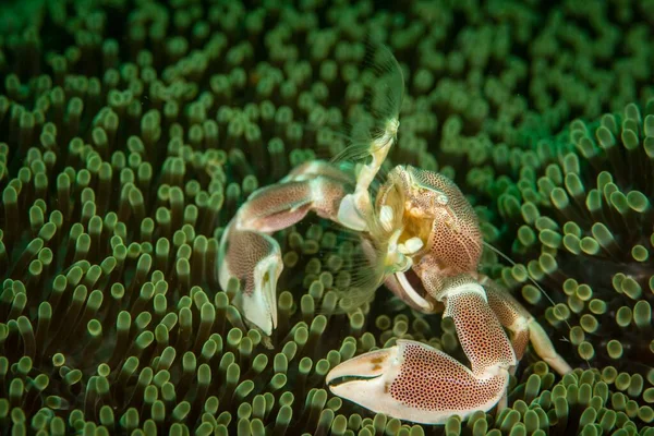 Une Incroyable Photo Macro Crabe Dans Une Anémone Mer Verte — Photo