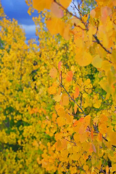 Tiro Raso Vertical Close Foco Uma Floresta Colorida Árvores Aspen — Fotografia de Stock