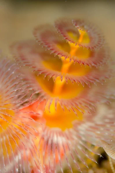 Fantastisk Makro Skott Rörformig Polychaete Marin Mask — Stockfoto