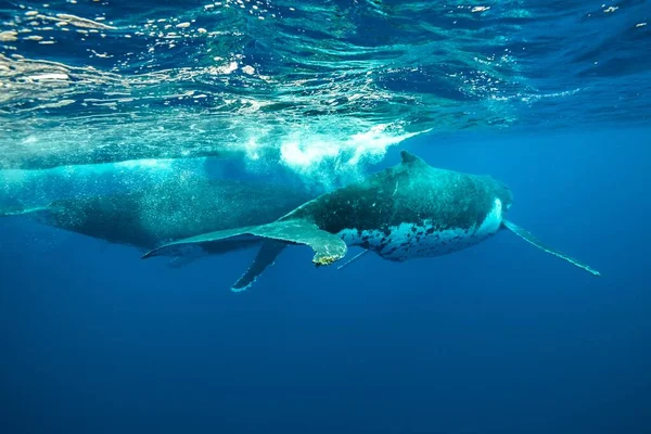 Unterwasseraufnahme Von Zwei Buckelwalen Die Der Nähe Der Oberfläche Schwimmen — Stockfoto