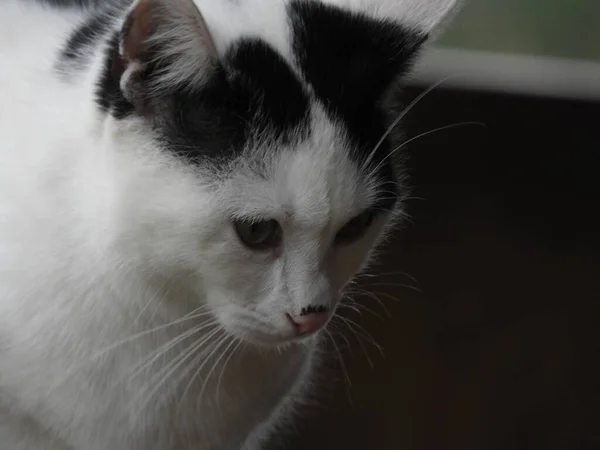 緑の目の黒と白の猫のクローズアップショット — ストック写真