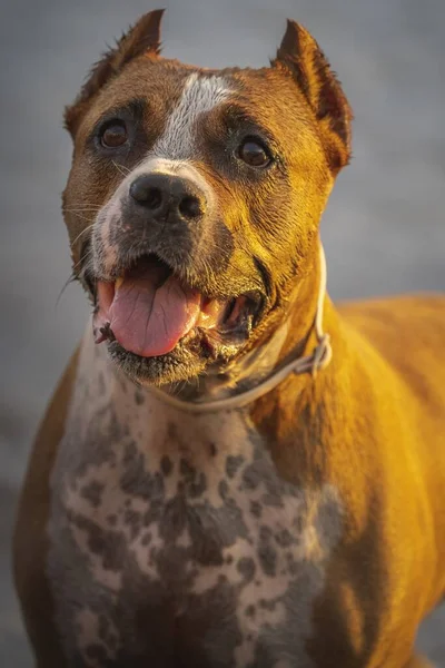 Nahaufnahme Eines Entzückenden American Staffordshire Terrier Hundes — Stockfoto