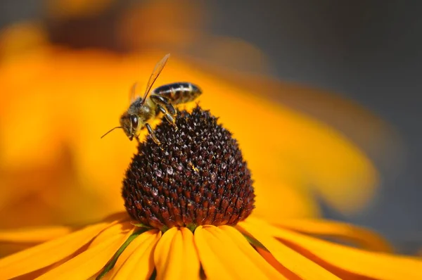 Närbild Ett Gul Koneflower — Stockfoto